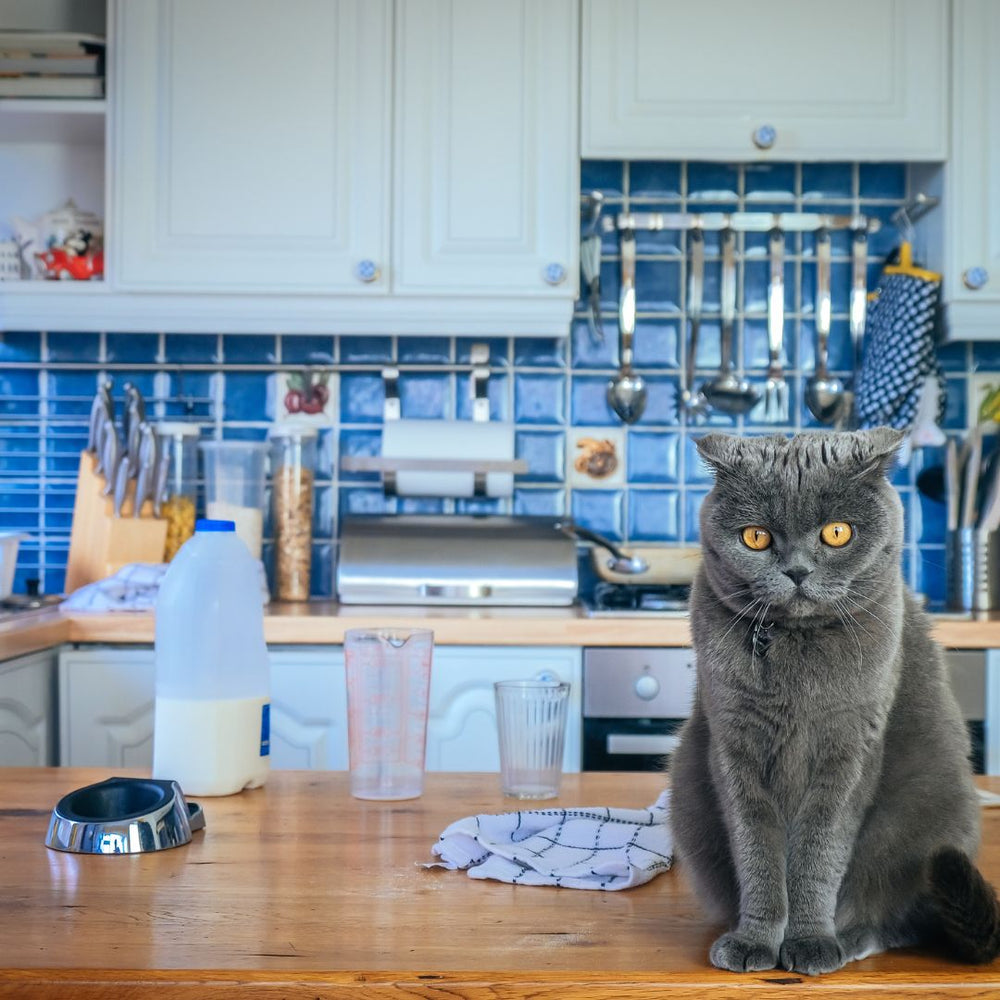 9 No Go Foods for Cats