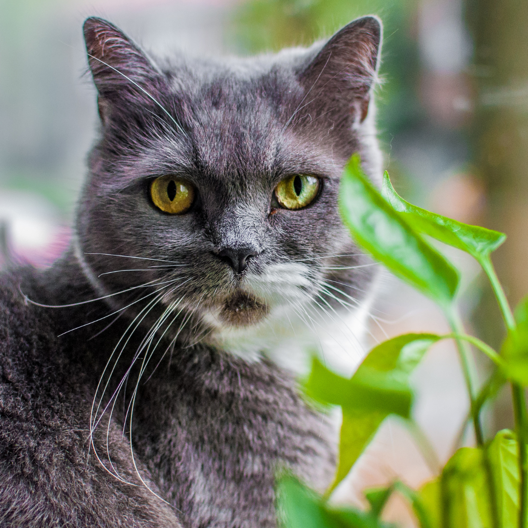 10 Popular Garden Plants That Are Poisonous To Cats