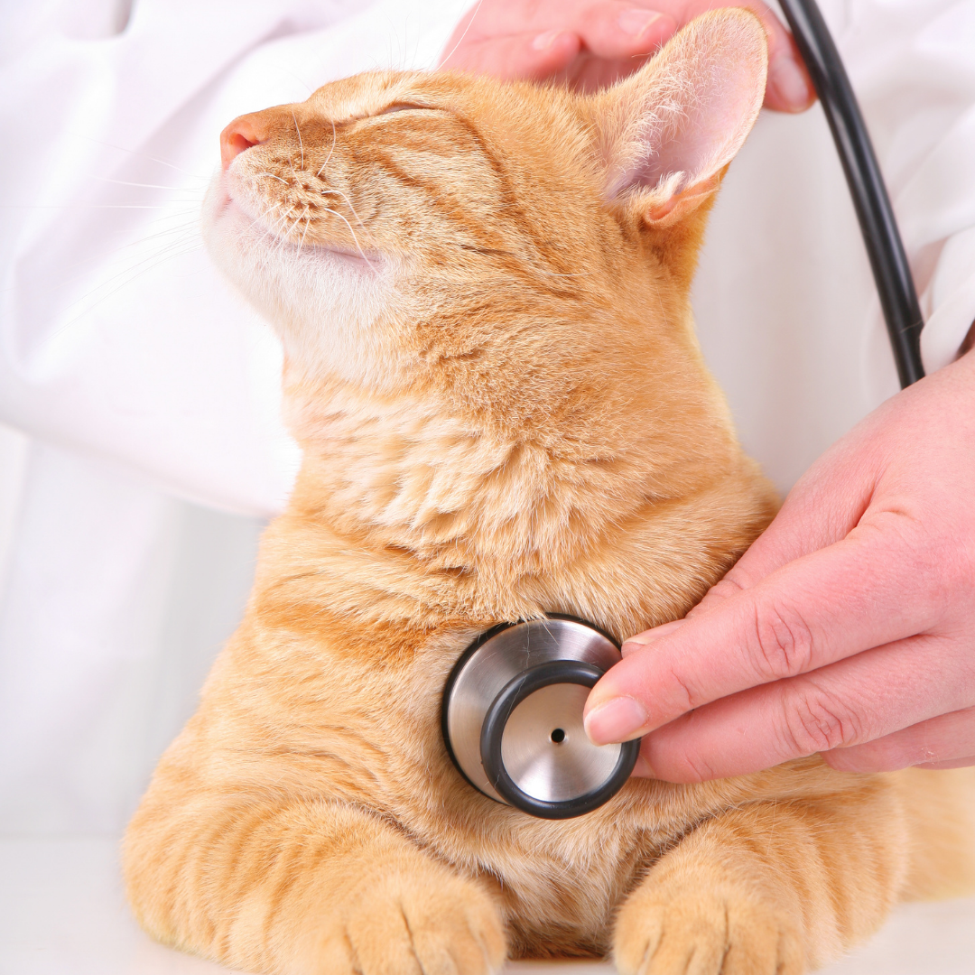 10 Signs Your Cat Might Need To Go To The Vet