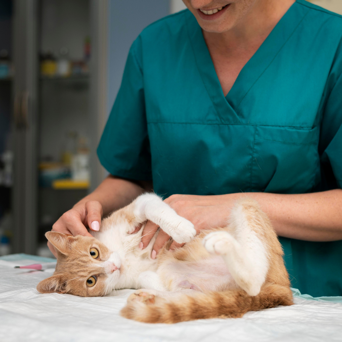 The Ultimate Guide to Cat Microchipping: Why It’s Essential for Your Feline Friend