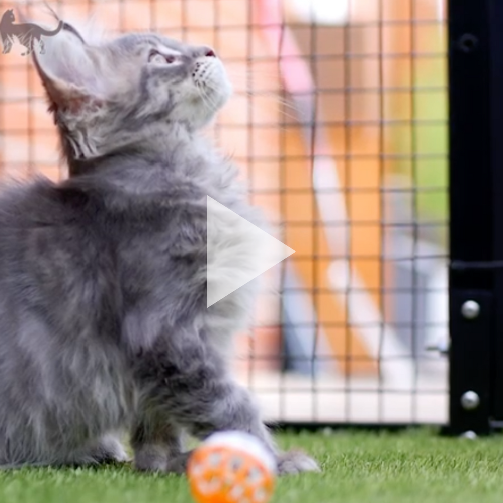 Case Study: Lawrence shows us his ProtectaPet Catio