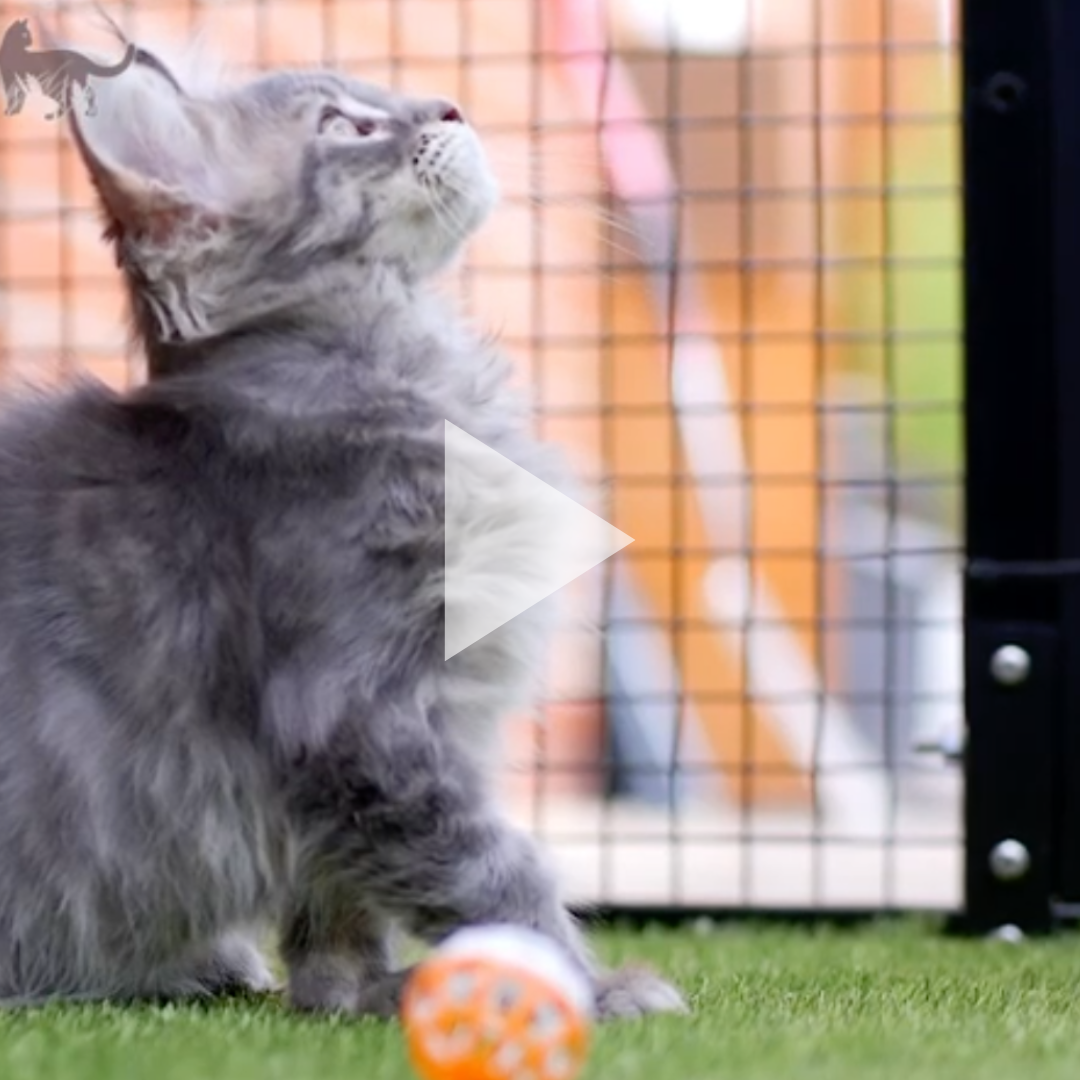 Case Study: Lawrence shows us his ProtectaPet Catio