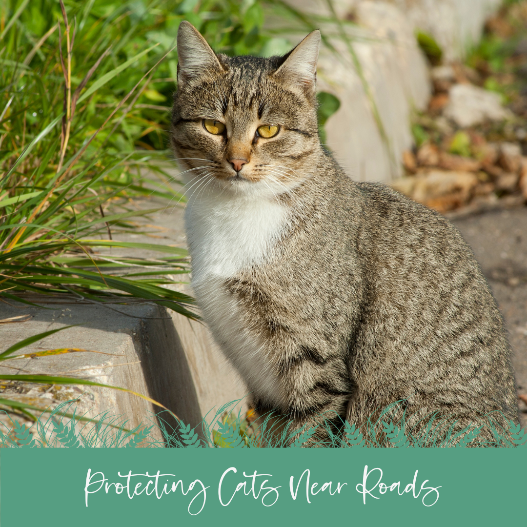 Understanding the Risk of Cats Getting Hit by Cars in the UK