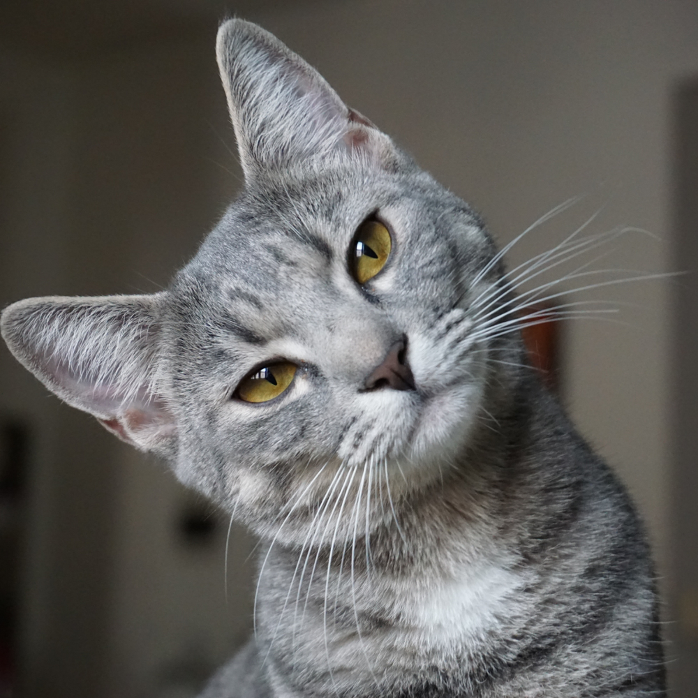 What is my Cat Thinking? Understanding the Feline Mind