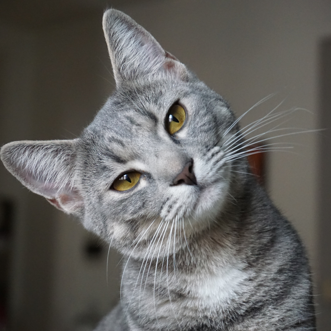 What is my Cat Thinking? Understanding the Feline Mind