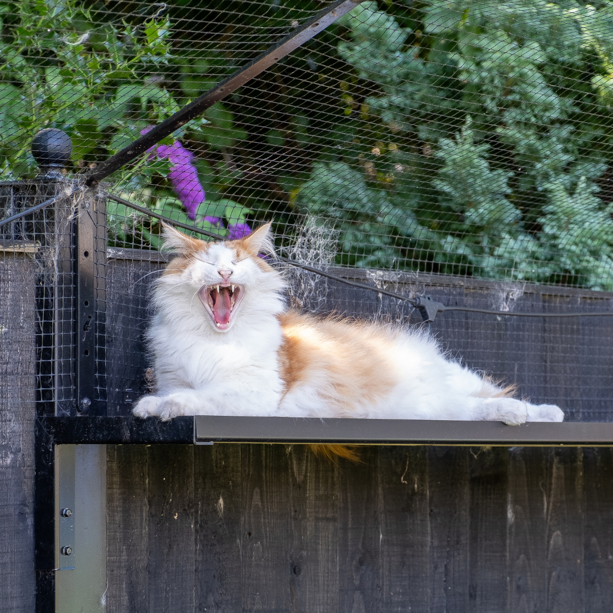 7 Ways to Improve Your Cat's Mental Health