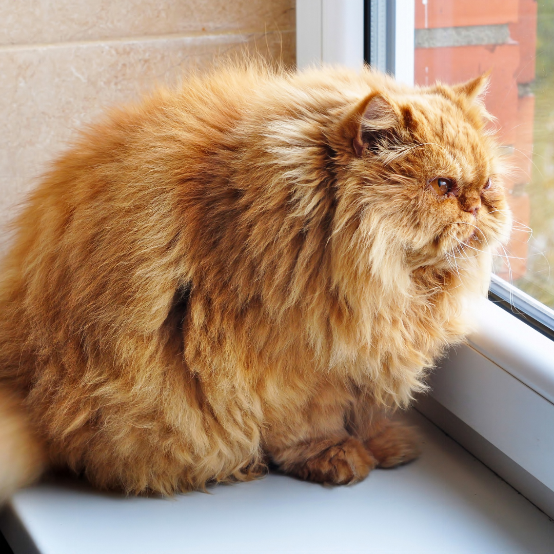 Is My Cat Overweight?
