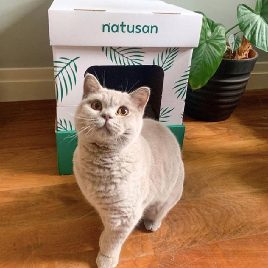Which Cat Litter is Best?