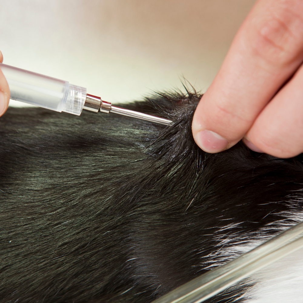 Things You Should Know Before Microchipping Cats