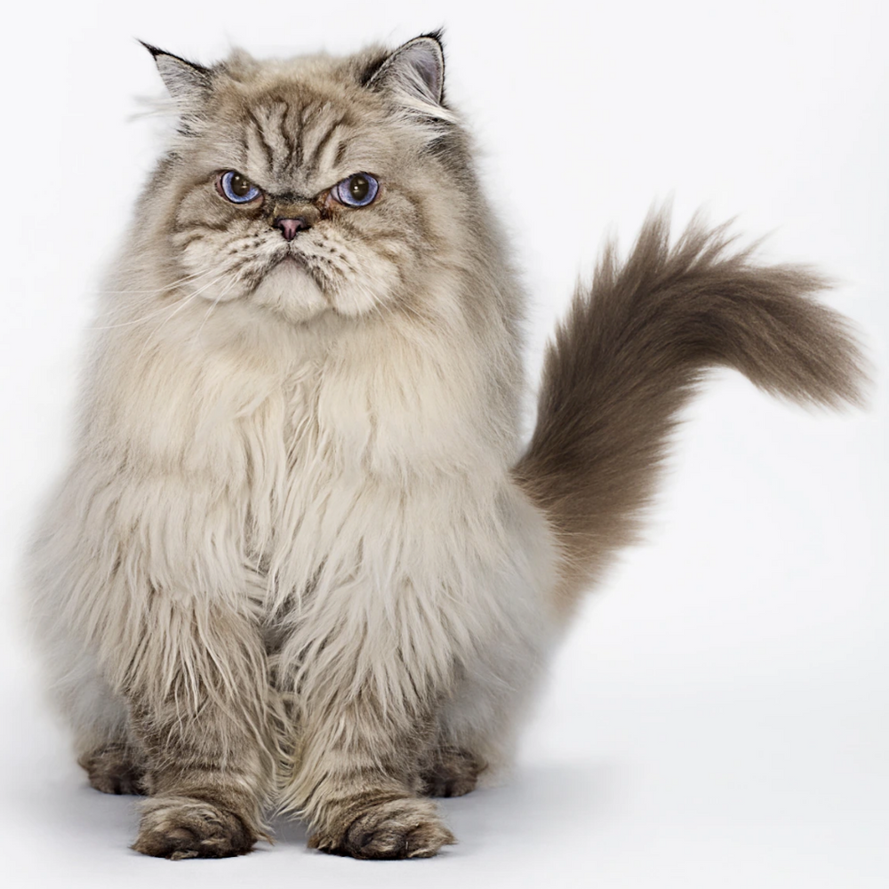 Revealed: Naughtiest Cats in UK