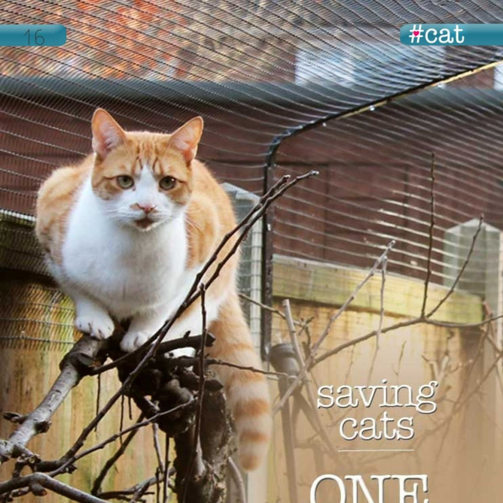 Saving Cats One By One, #Cat, Spring 2014