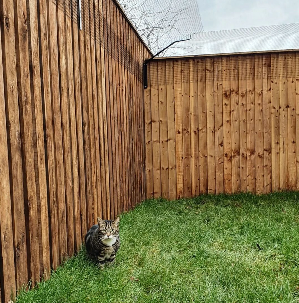 Can Moggies Go Outside?