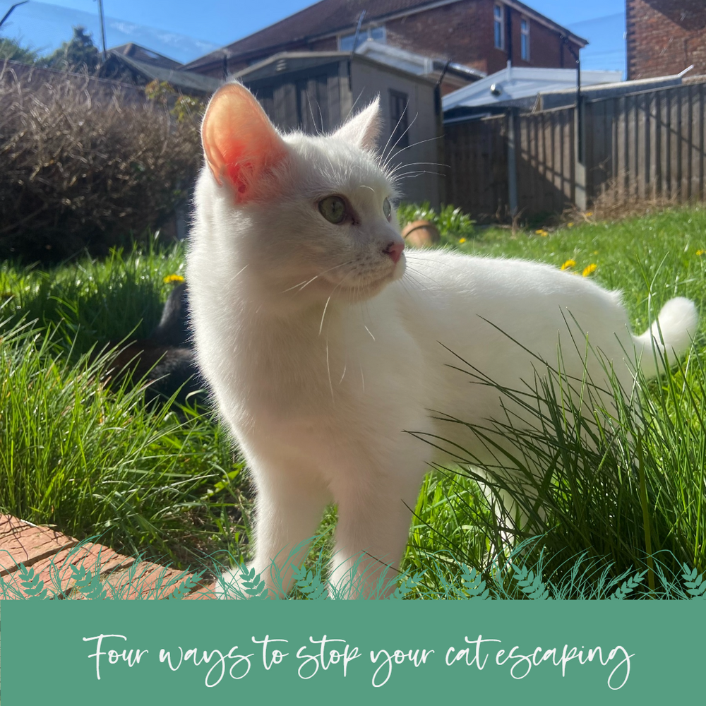 Pedigree cat leaps in garden flowerbeds