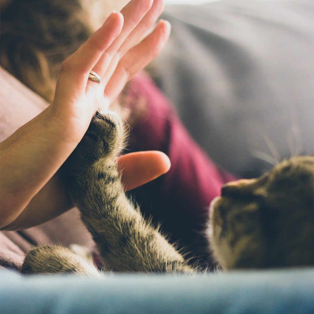 How To Work From Home With A Demanding Cat