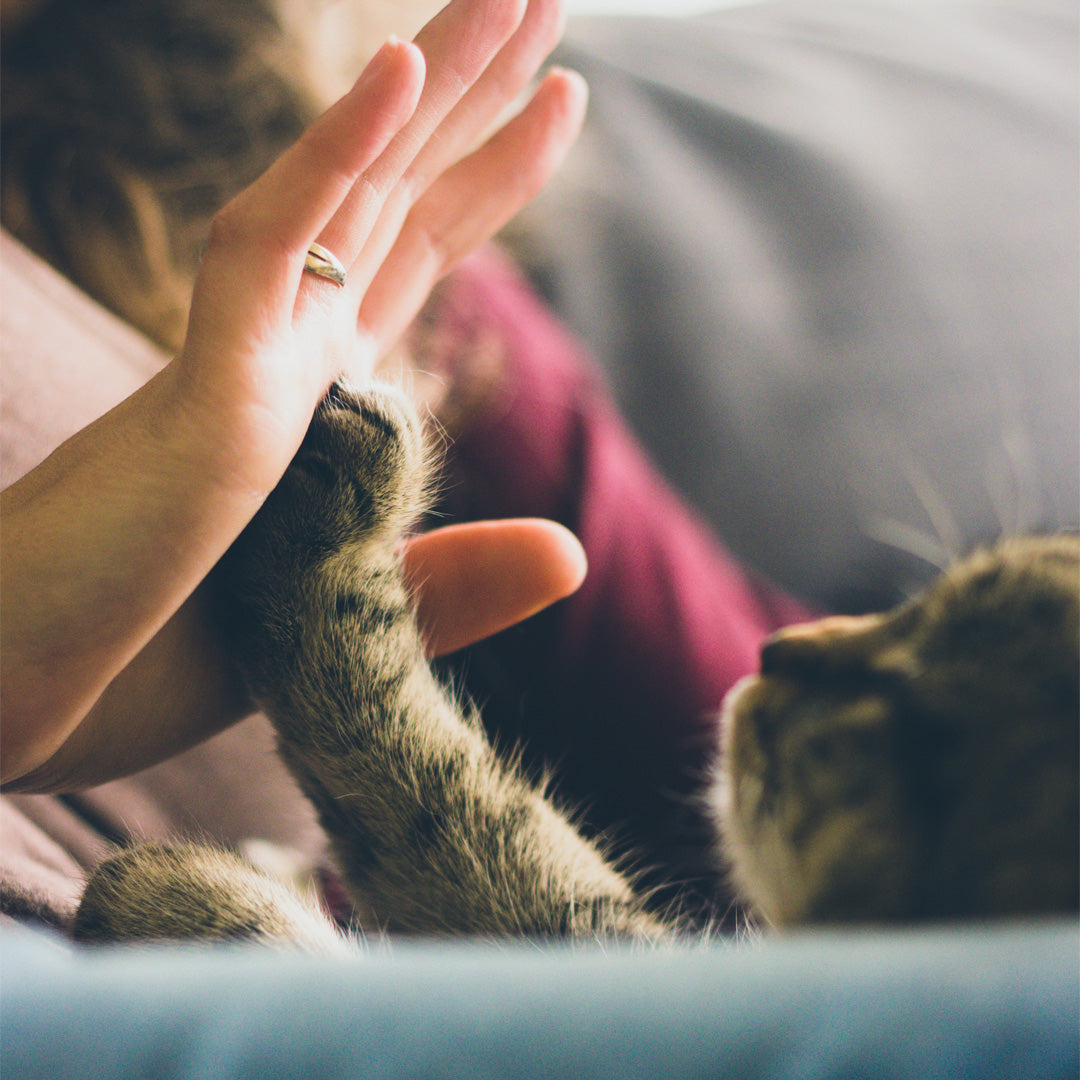 How To Work From Home With A Demanding Cat