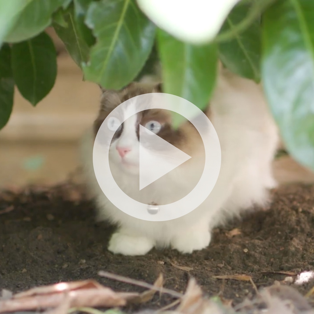 Cat Fence Review: Bob Shows Cat Fencing for Aggie the Ragdoll