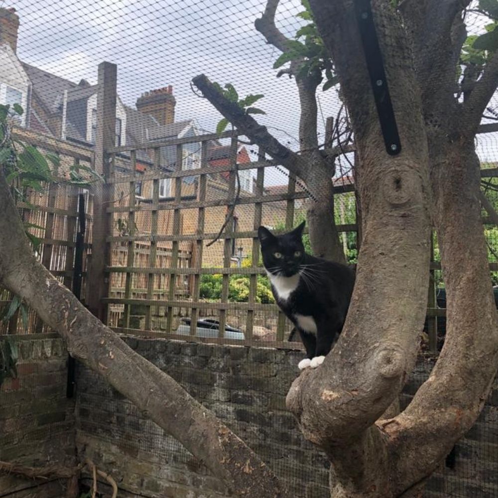 Cat Sit All About