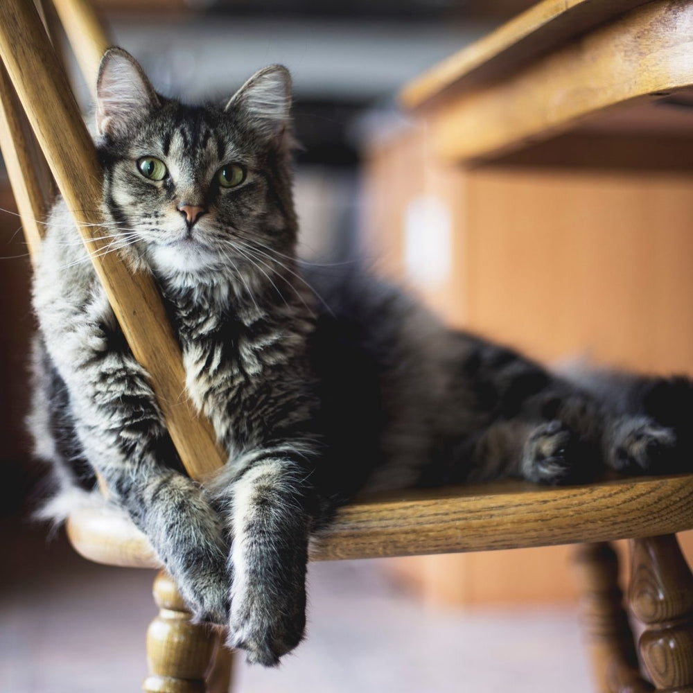 ProtectaPet Support Blue Cross's Pet Bereavement Support Service