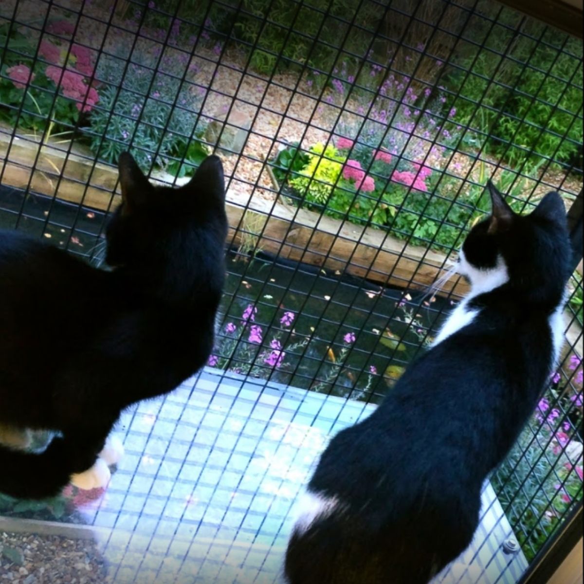 Cat Window Boxes