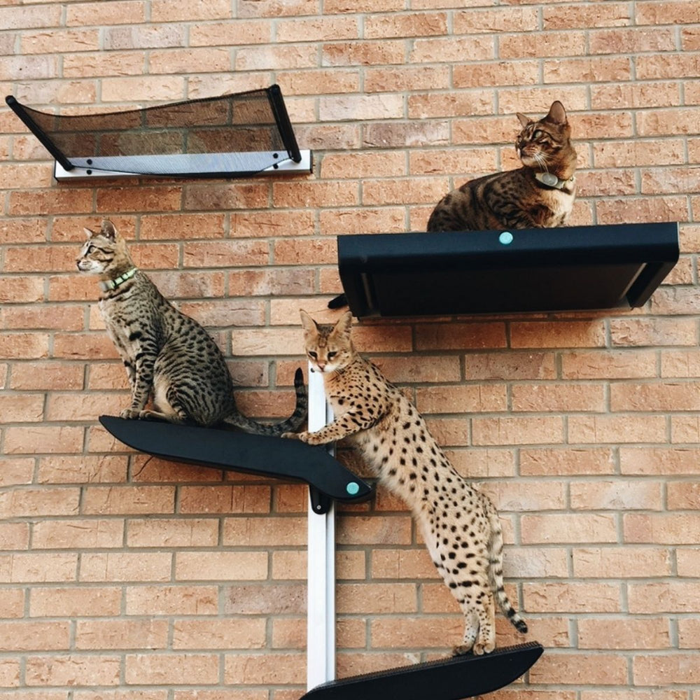 Five Types of Catio
