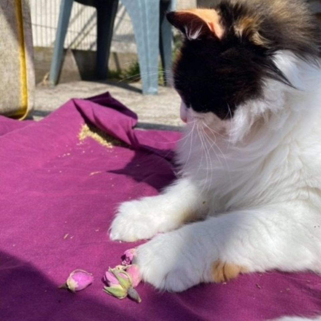 How Adding Dried Herbs to Your Cat's Catio Can Support Their Wellbeing