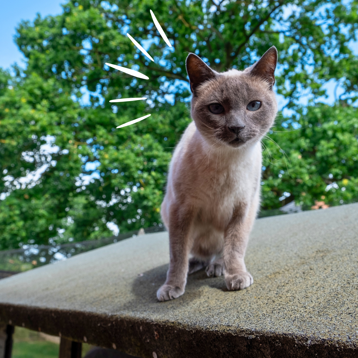 Cat Fencing: Can Neighbourhood Cats Get into my Garden?