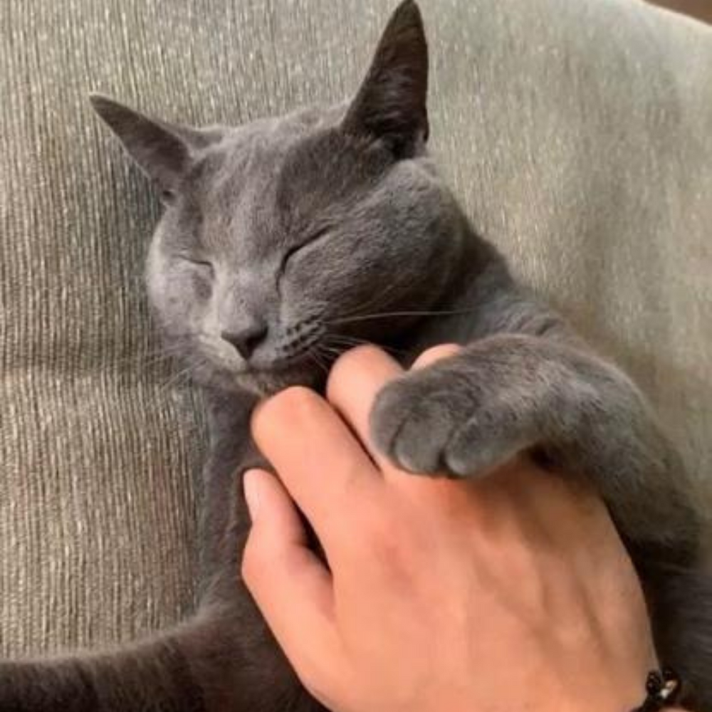 Is My Cat Cheating On Me?