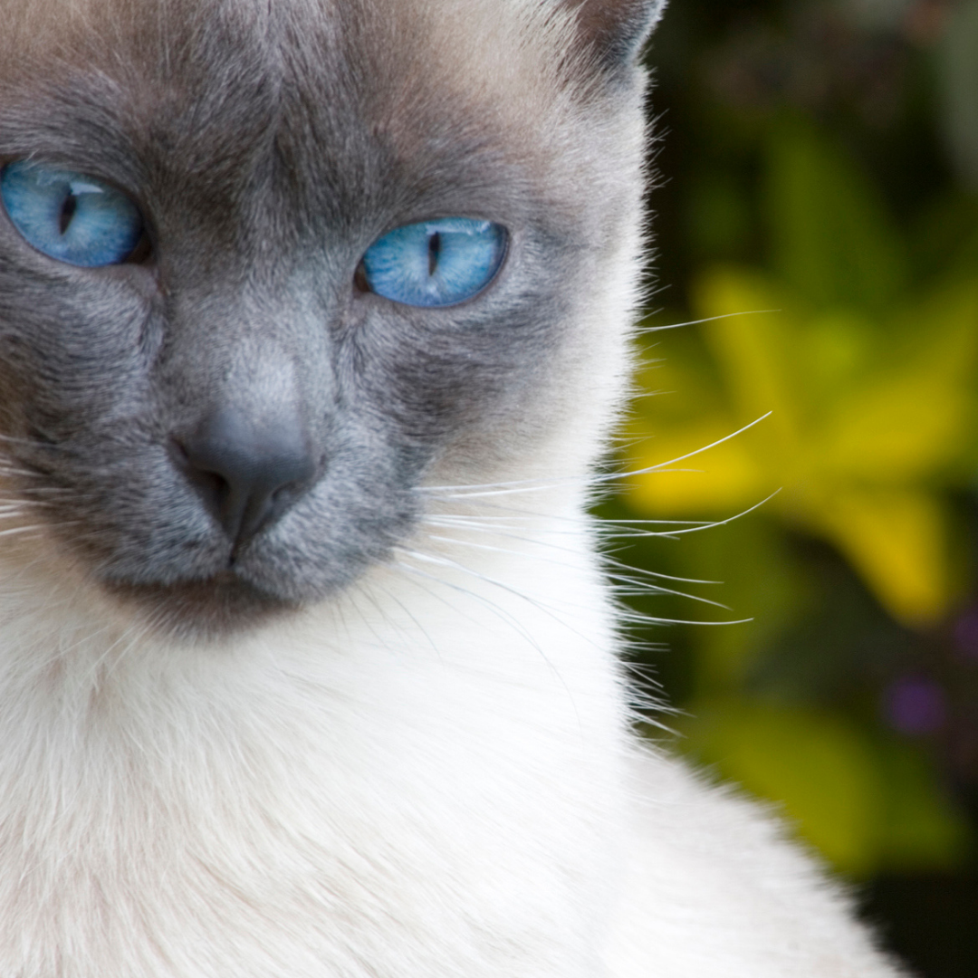 Cat Fencing for Siamese