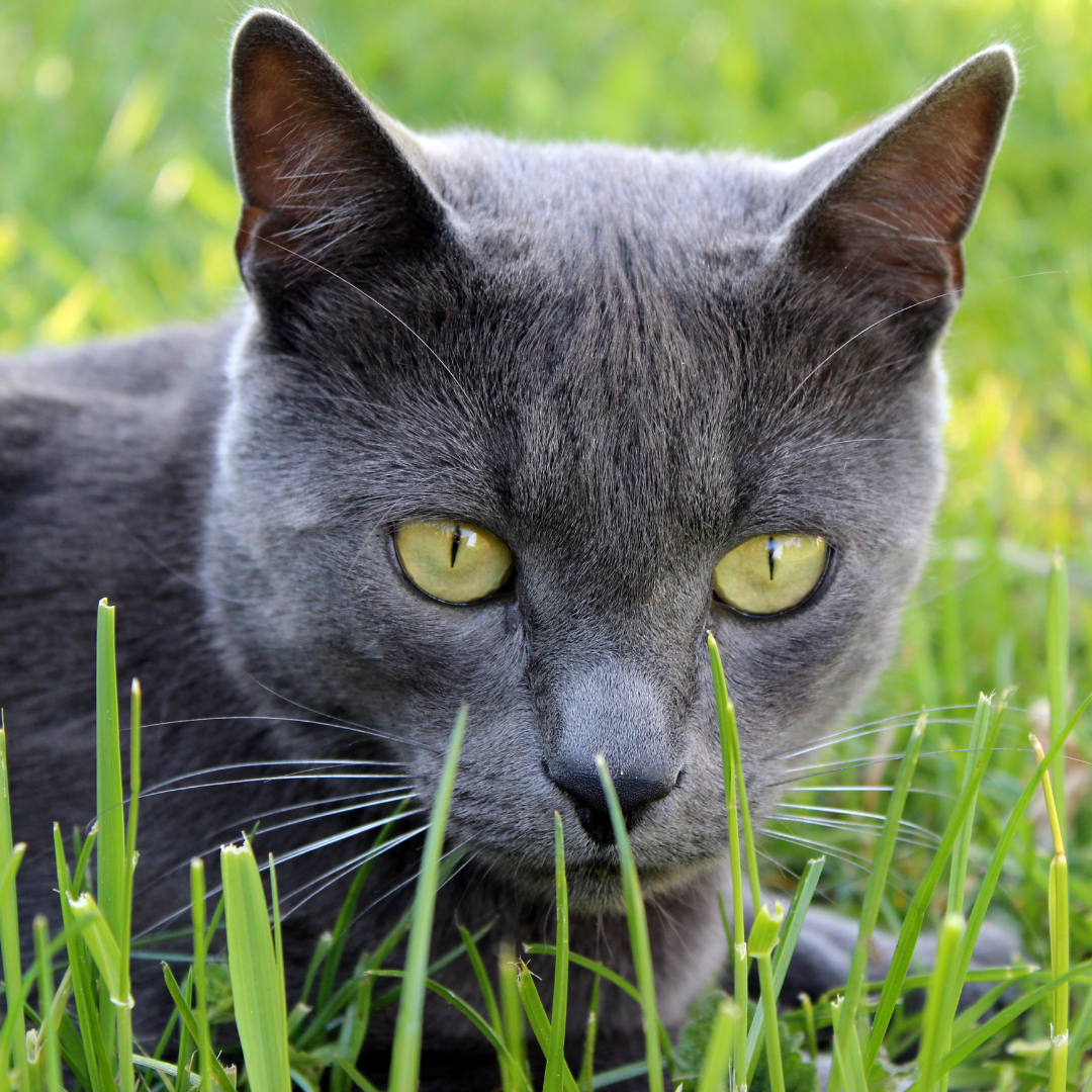 Cat Fencing for Russian Blues