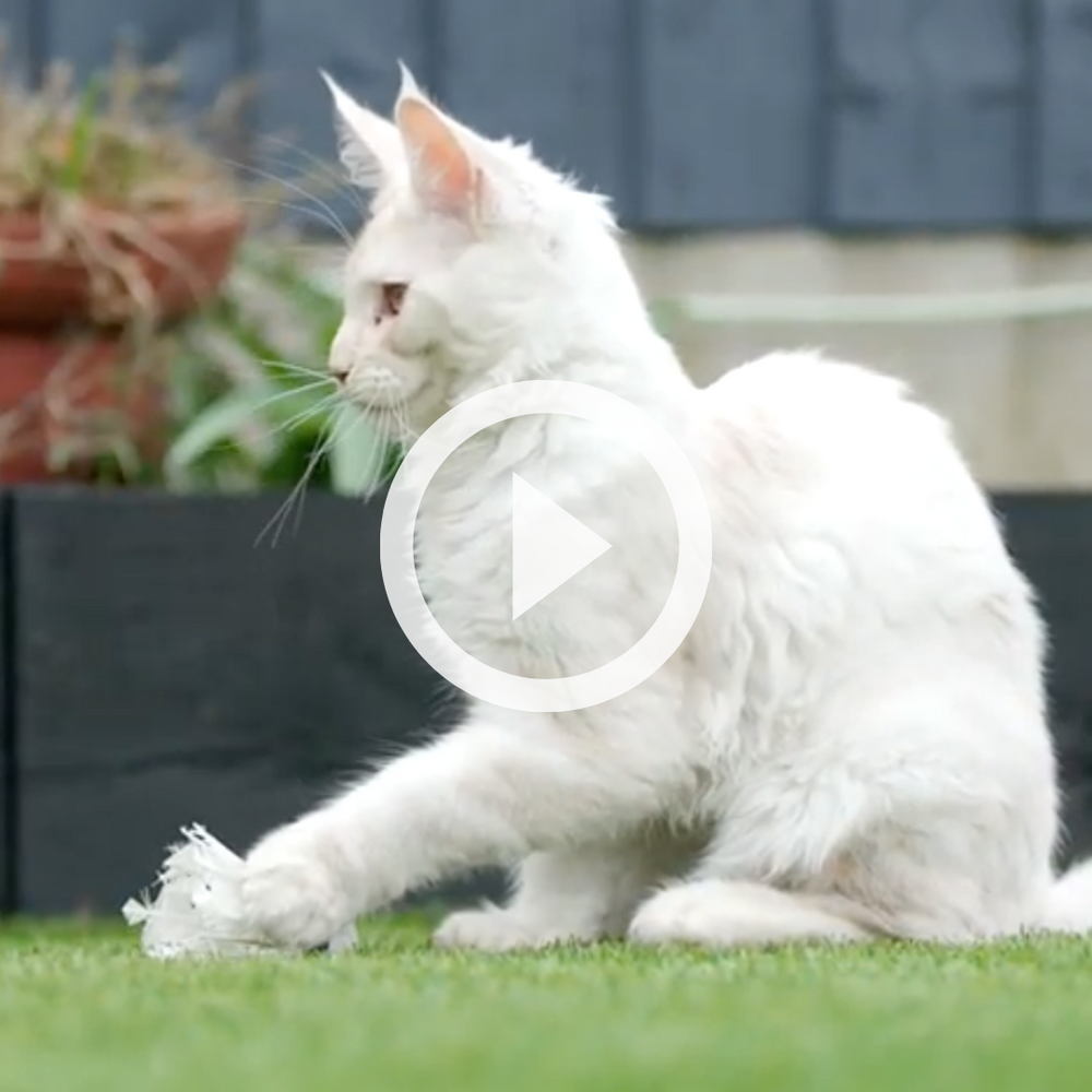 Cat Proof Garden Review | Emma Shows Cat Fence Topper for her Maine Coon Cats