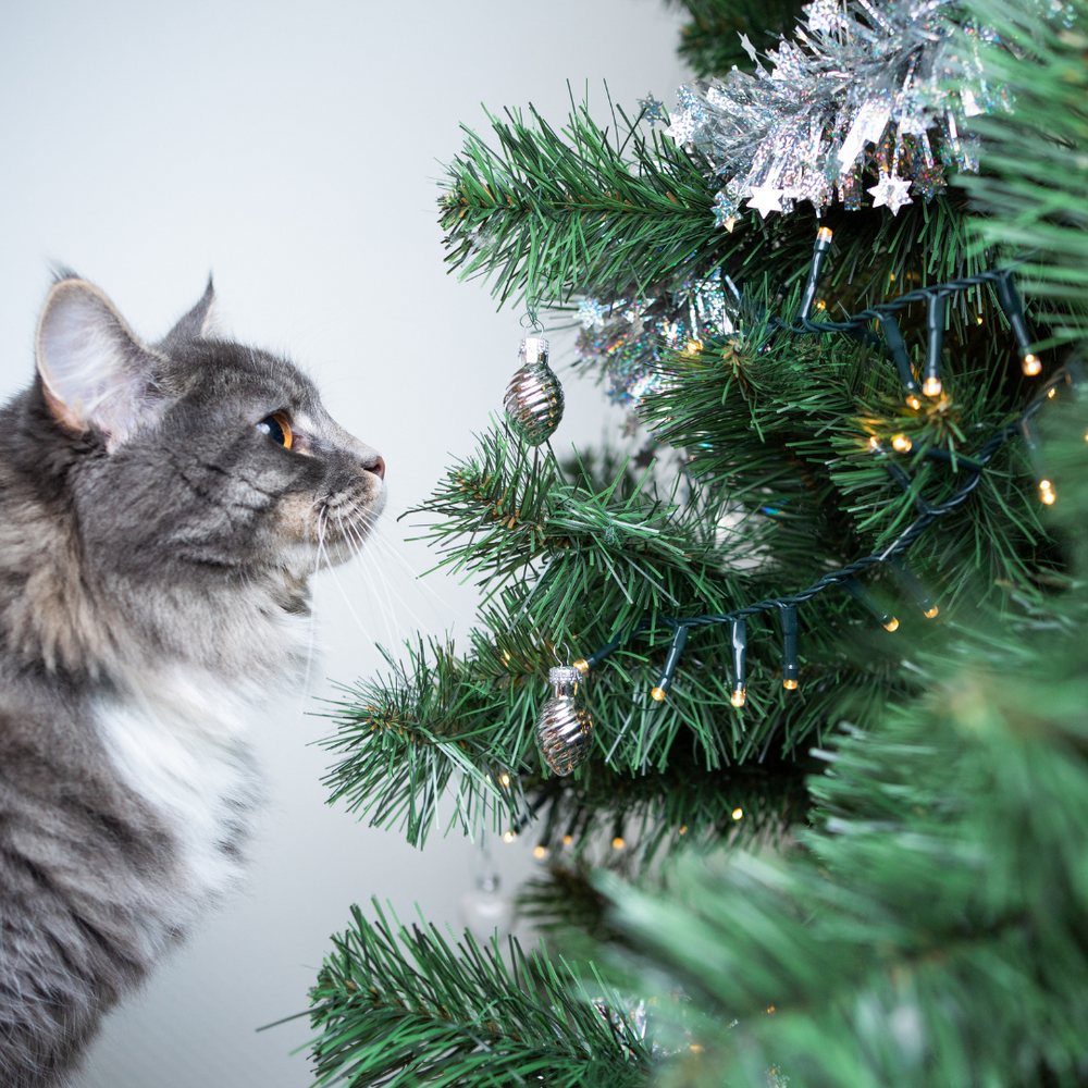 Finding the Purr-fect present for your cat this Christmas.