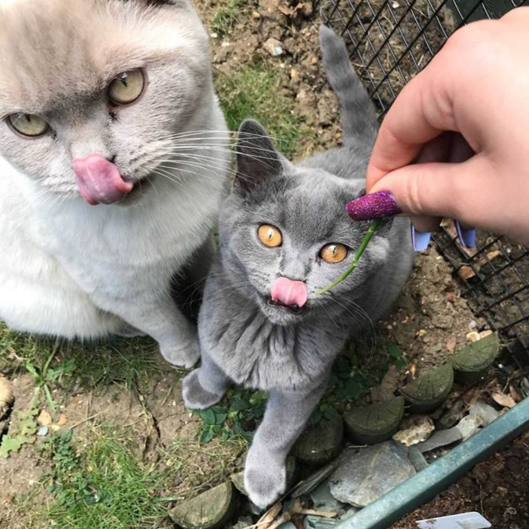 Cat Fencing for British Shorthairs