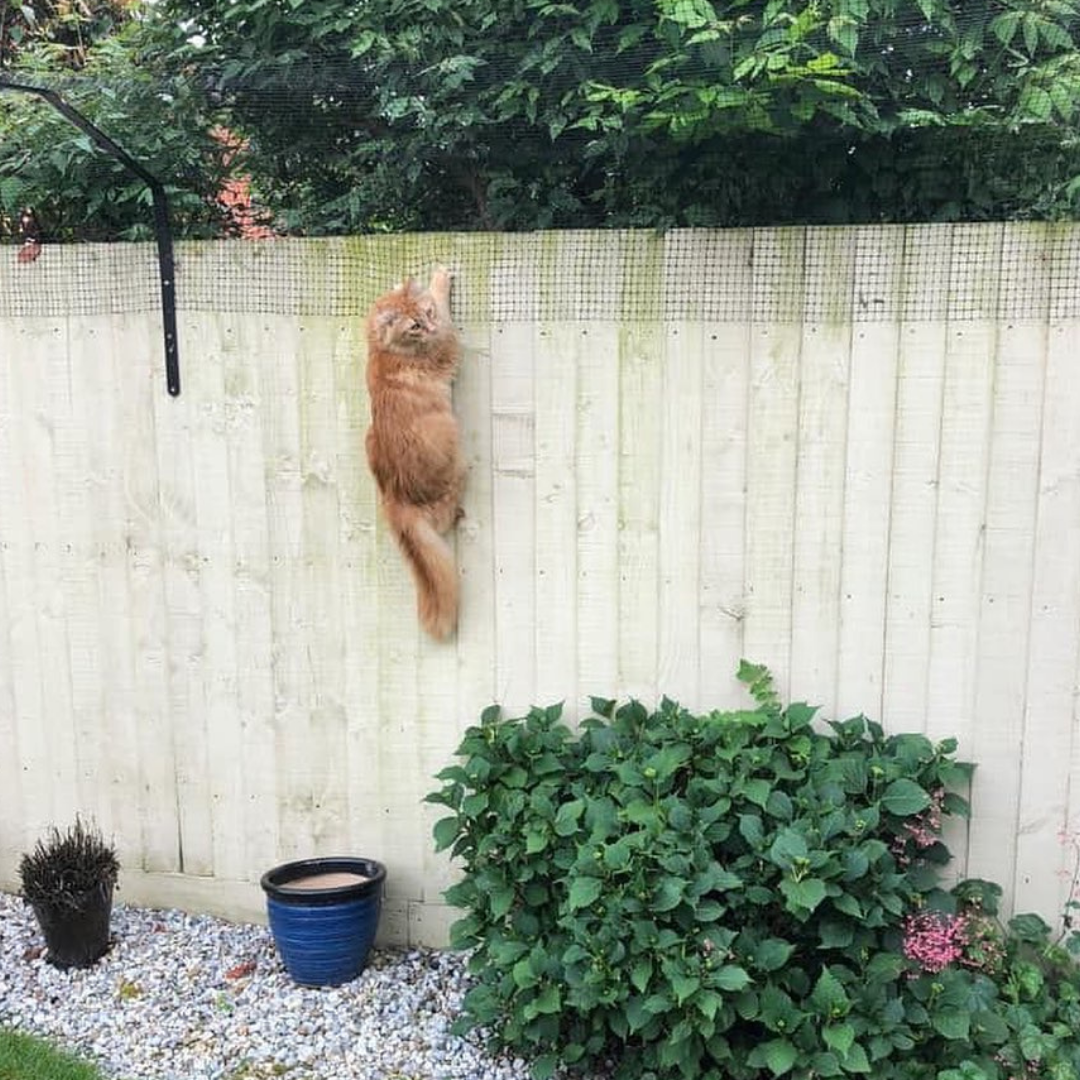 How High Does a Cat Fence Need To Be?