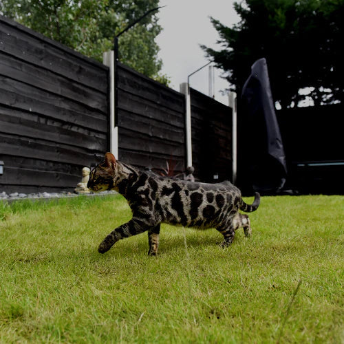 Bengal cat walking in cat fenced garden