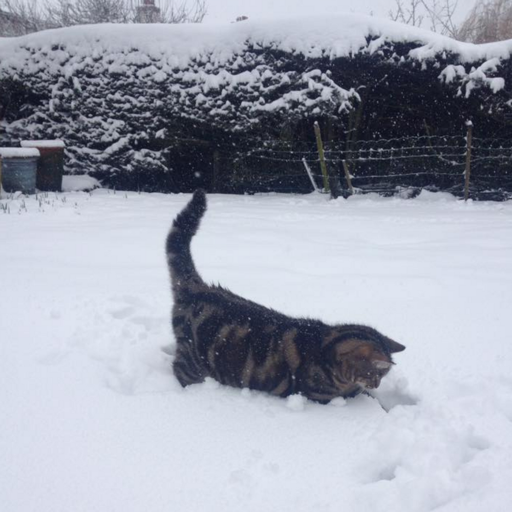 10 Tips for Keeping Your Cat Safe at Christmas
