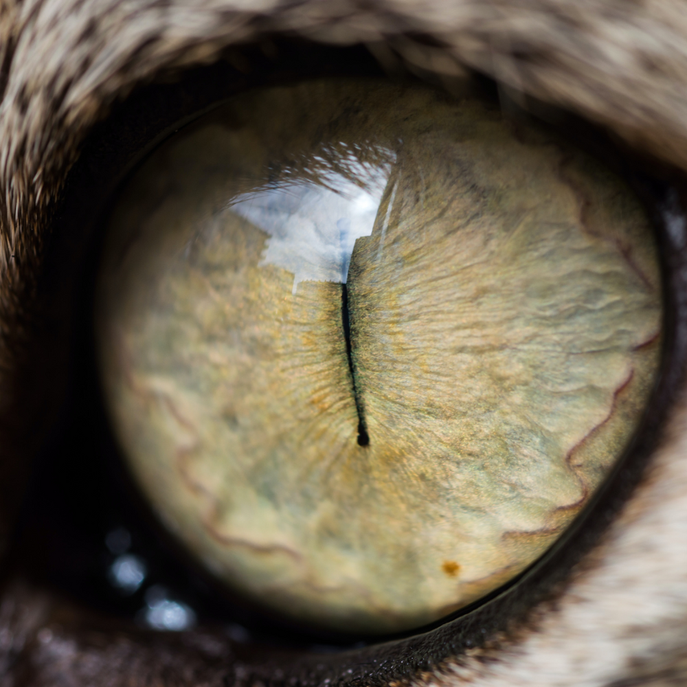 A Guide To A Cat's Vision