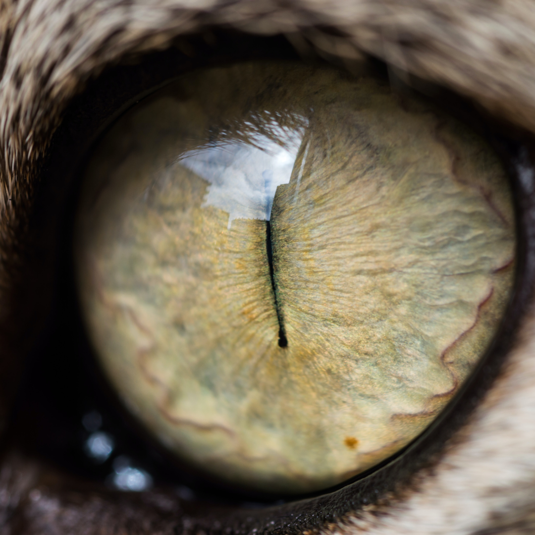 A Guide To A Cat's Vision