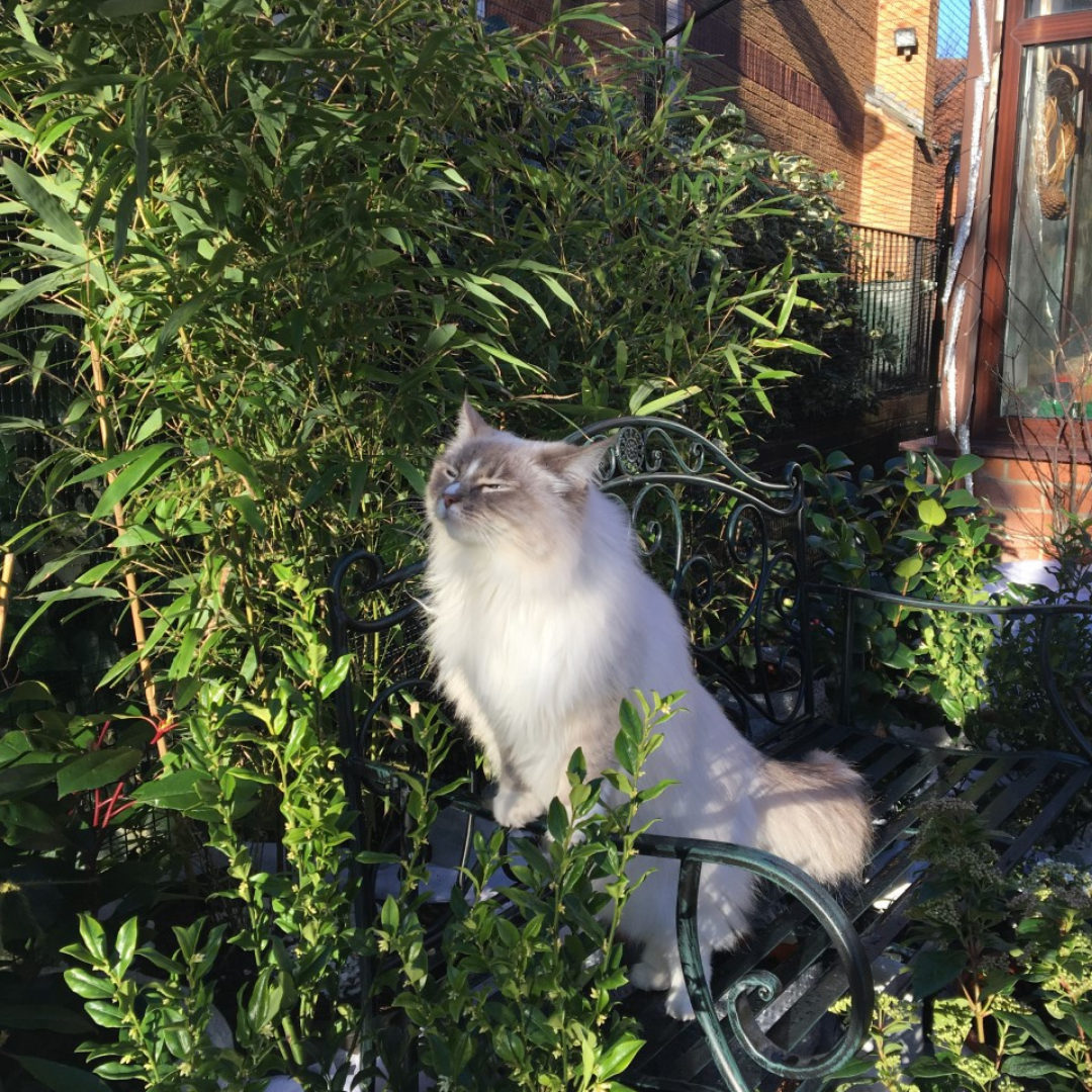 Cat Fencing for Ragdolls