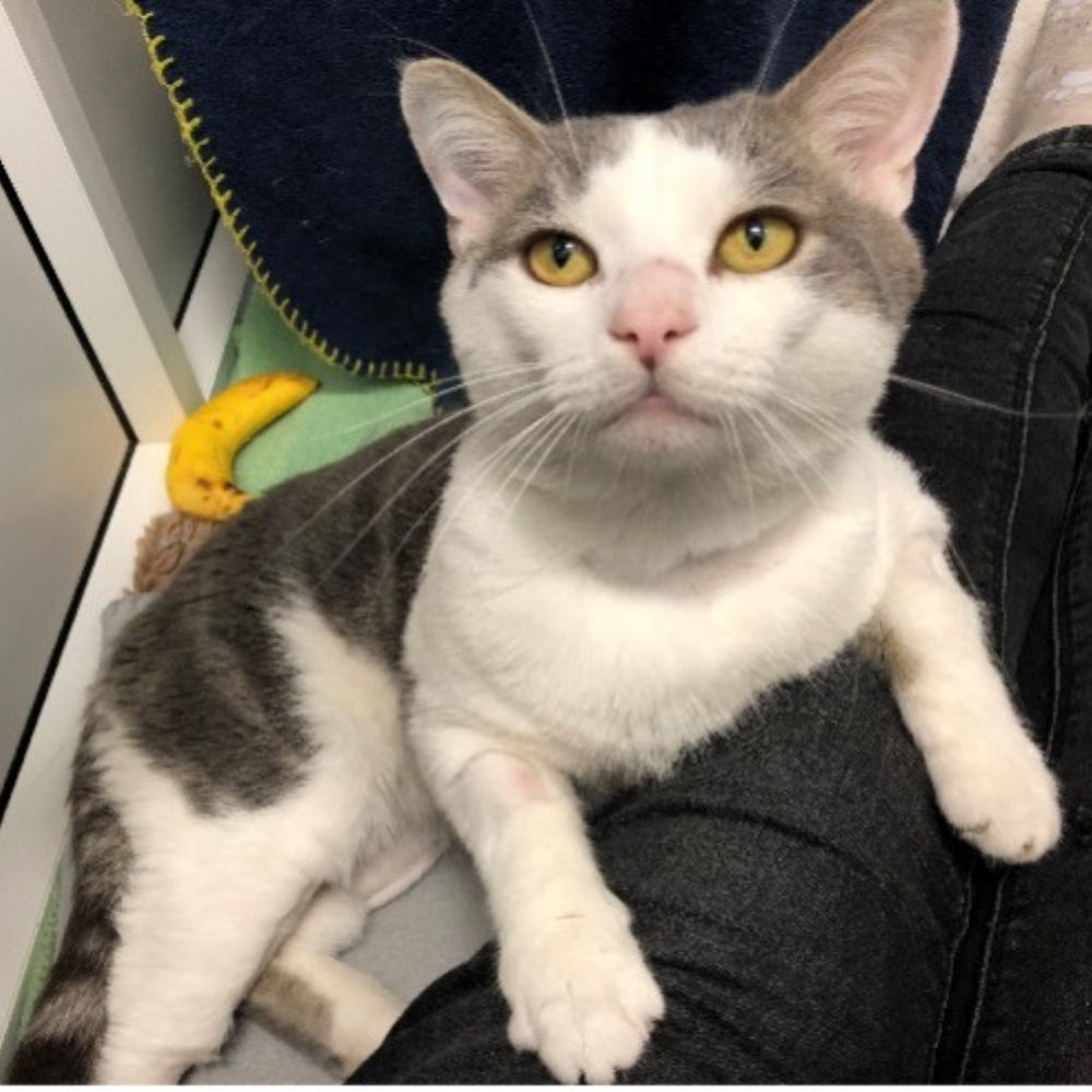 Supporting FIV+ Cats in Collaboration with Wood Green