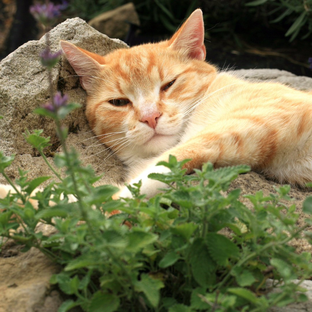 10 Indoor and Outdoor Plants that are Safe for Cats