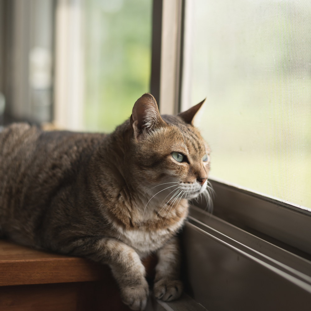 Top Tips For Leaving Your Cat Stress Free Whilst You Are Away