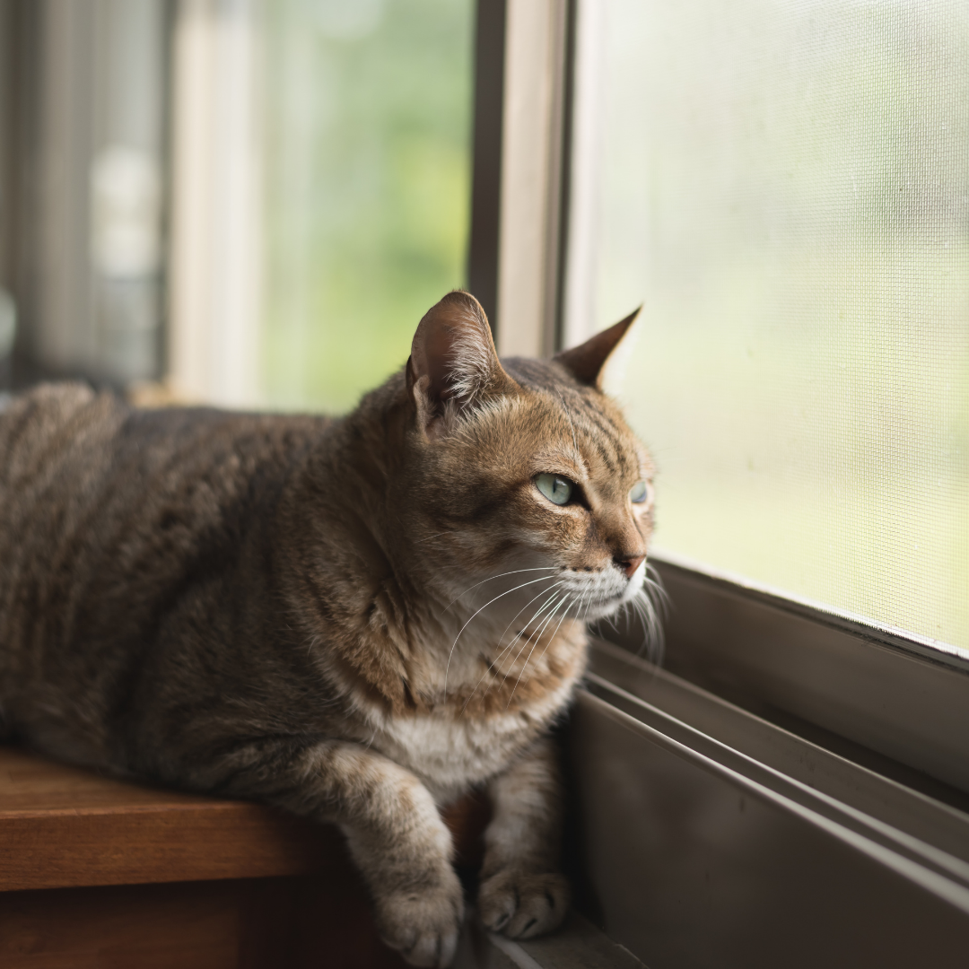 Top Tips For Leaving Your Cat Stress Free Whilst You Are Away