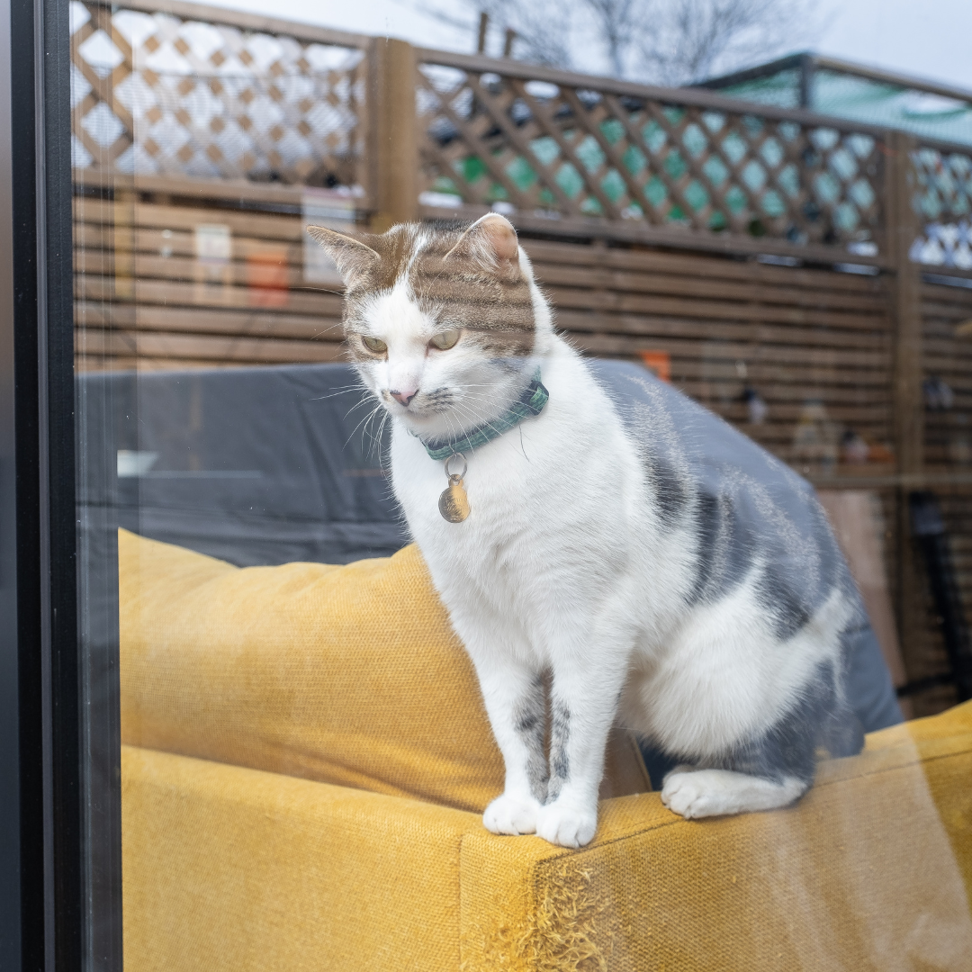 When Can Kittens Go Outside?