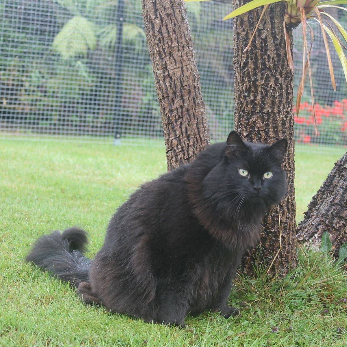 Ageing in Cats – What to Watch Out For