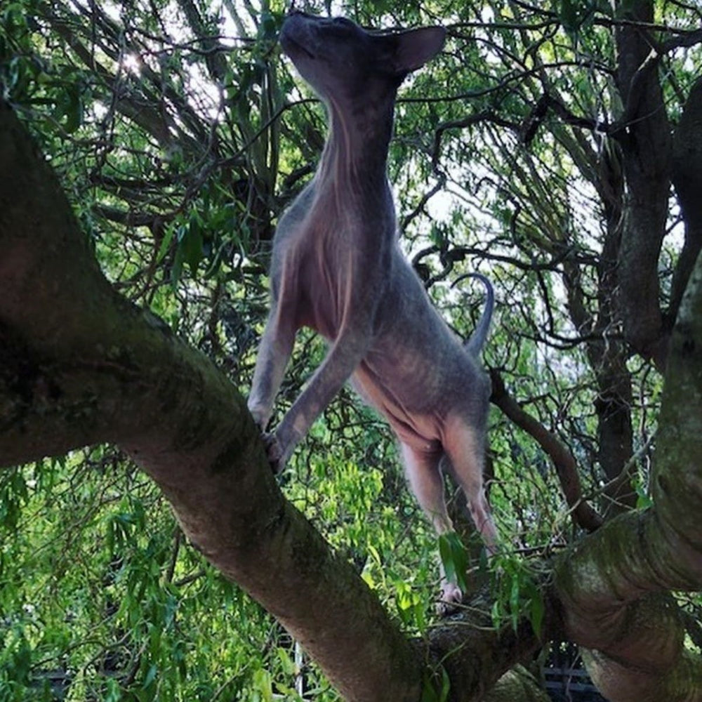 Amazing Cat Breeds – The Sphynx