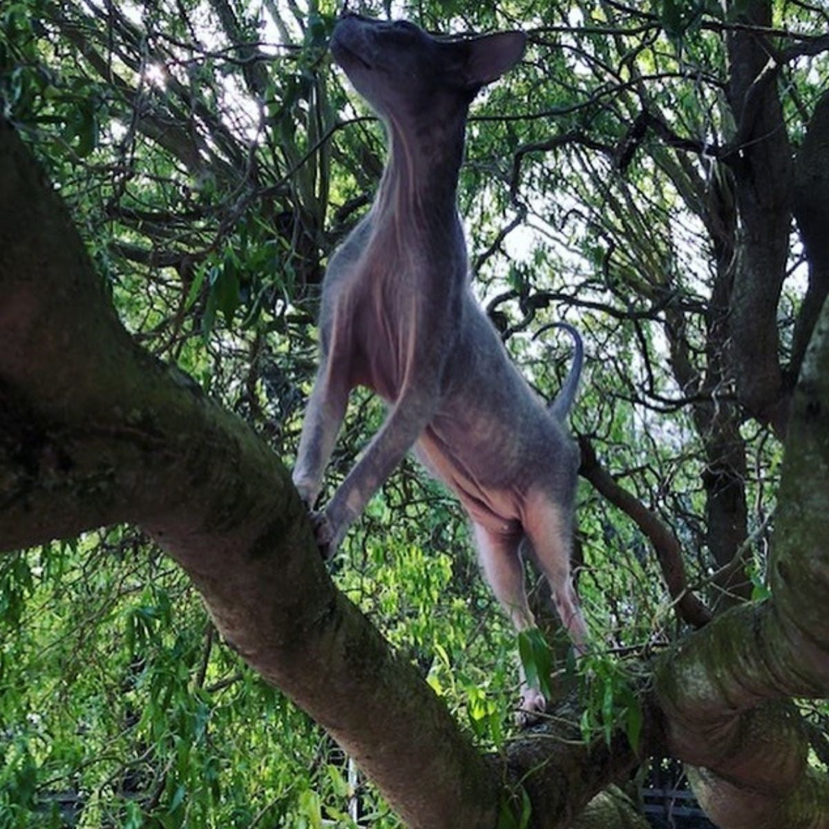 Amazing Cat Breeds – The Sphynx