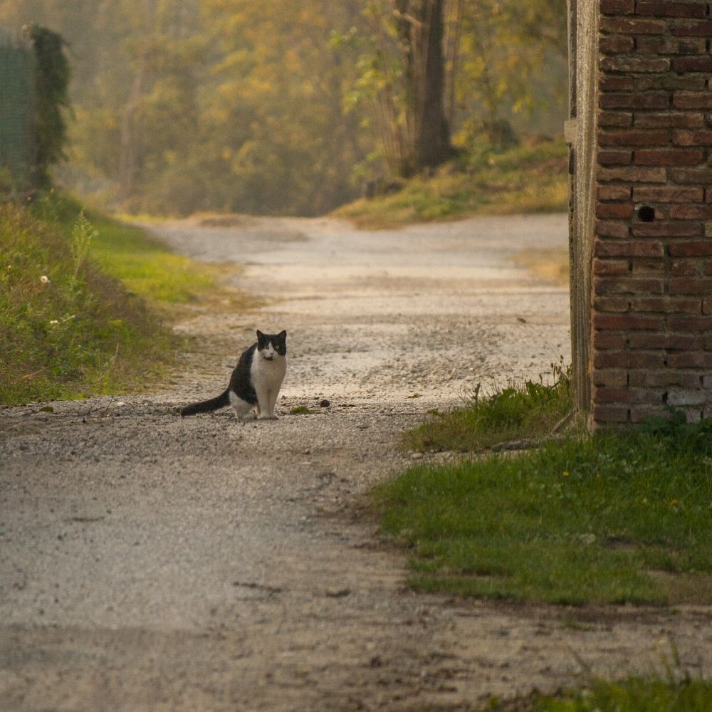 Animal Road Accident Awareness Day