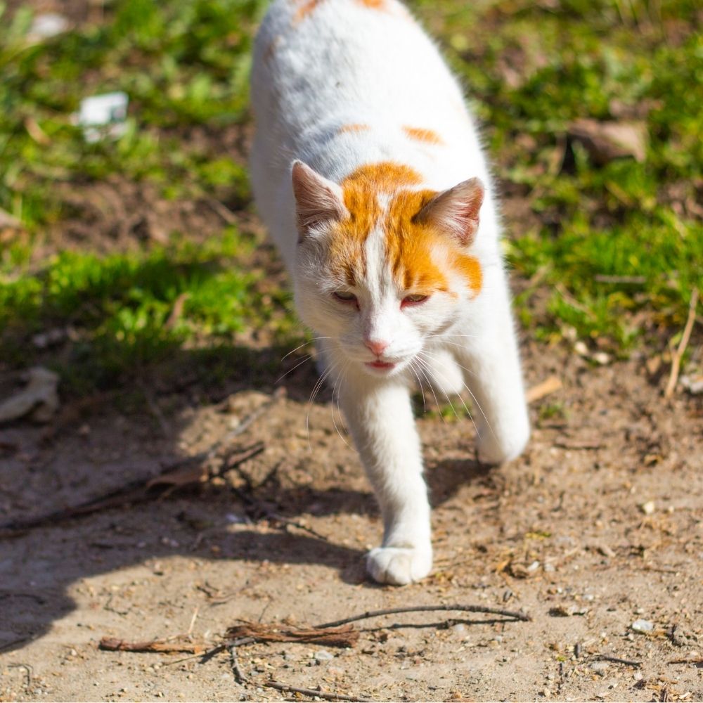 Are Cats Contributing to the Australian Bushfires?