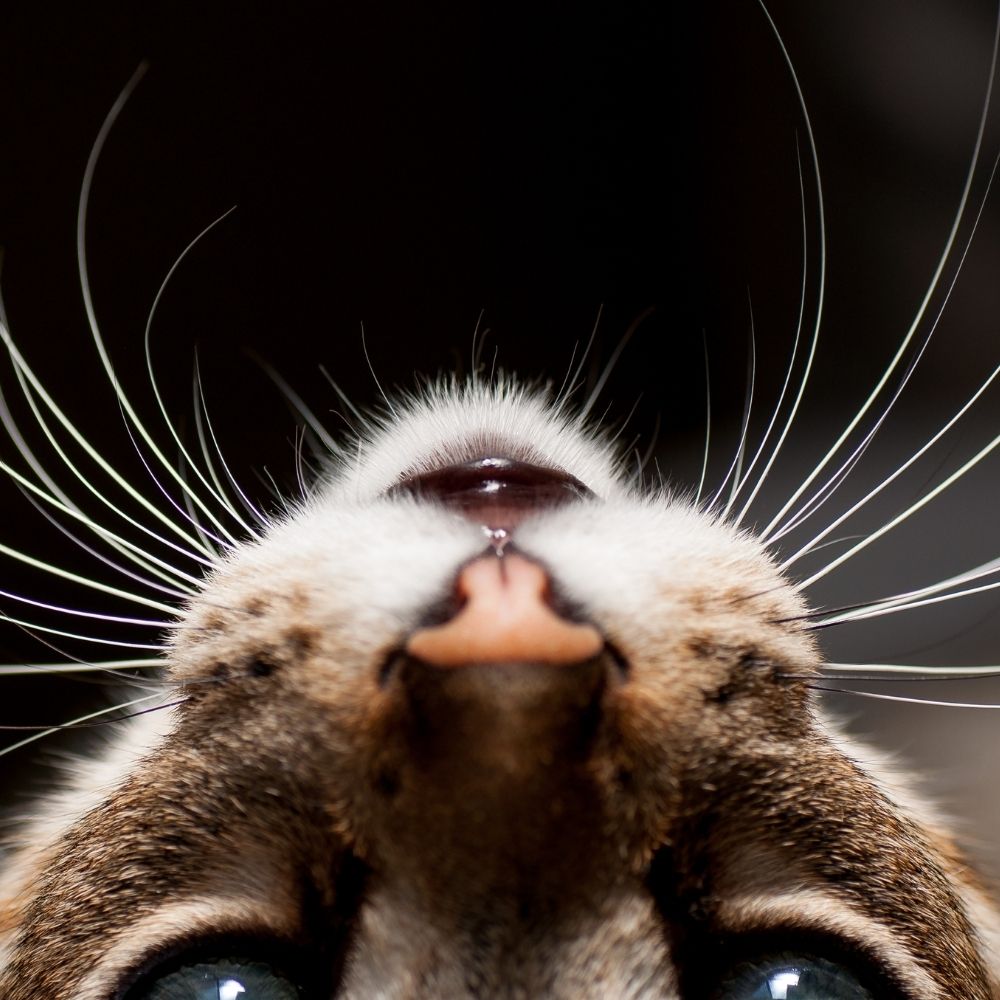 Are Shock Collars Safe for Cats?