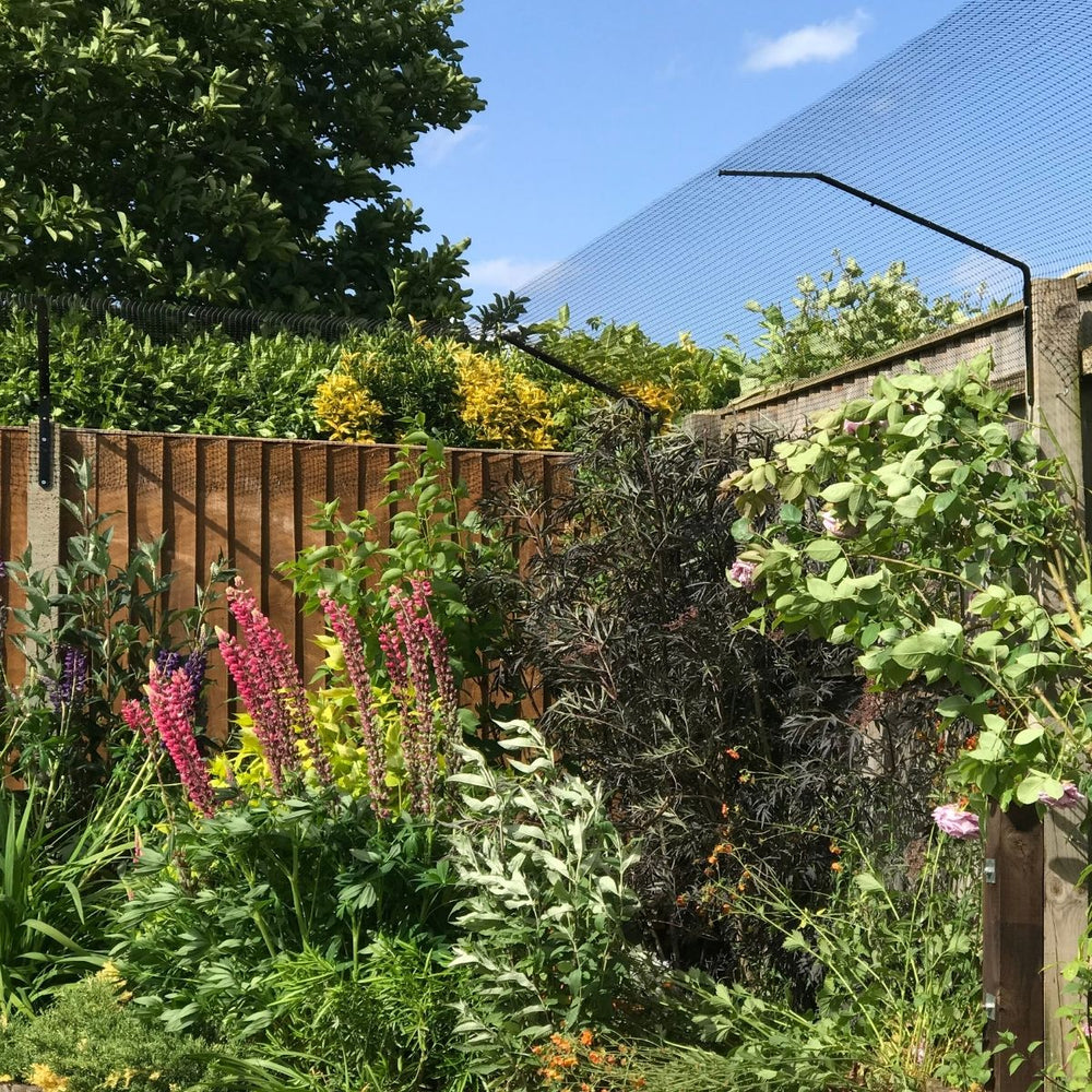 Are You Getting a Cat This Year? Advice for New Cat Owners